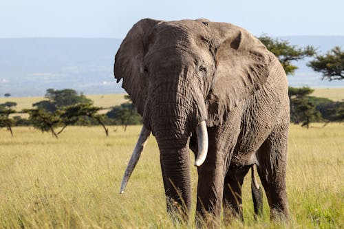 Безкоштовне стокове фото на тему «Африка, африканський слон буша, пасовище»