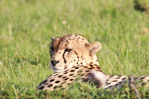 Free Close-up of a cheetah lounging on a vibrant grassland during the day, showcasing its distinctive spots. Stock Photo