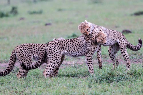 Immagine gratuita di fotografia di animali, fotografia naturalistica, gatti selvatici