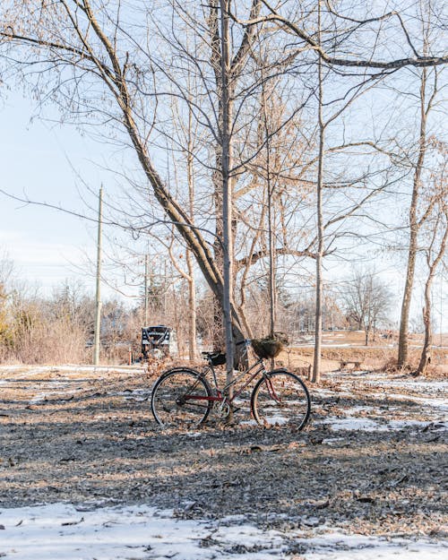 คลังภาพถ่ายฟรี ของ จักรยาน, ต้นไม้, พิง