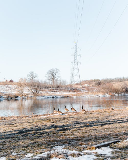 Foto stok gratis burung-burung, danau, dingin