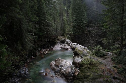 Free Tranquil forest scene with a clear stream flowing over moss-covered rocks. Stock Photo