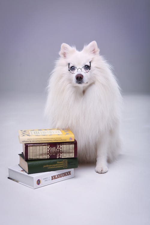 Fotobanka s bezplatnými fotkami na tému biela kožušina, dioptrické okuliare, domáce zviera