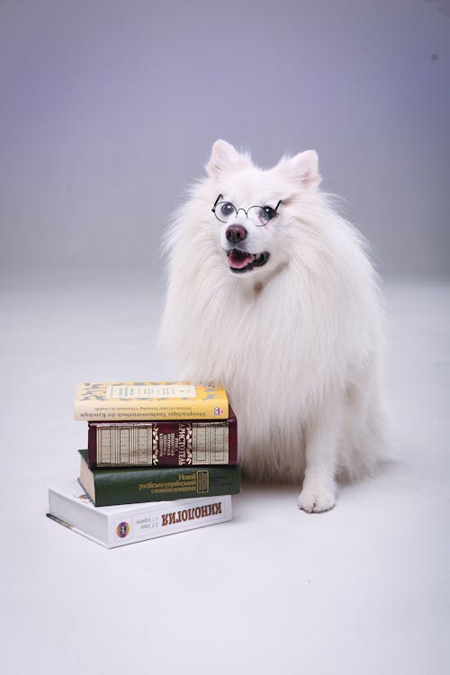 Foto stok gratis anjing, buku-buku, duduk