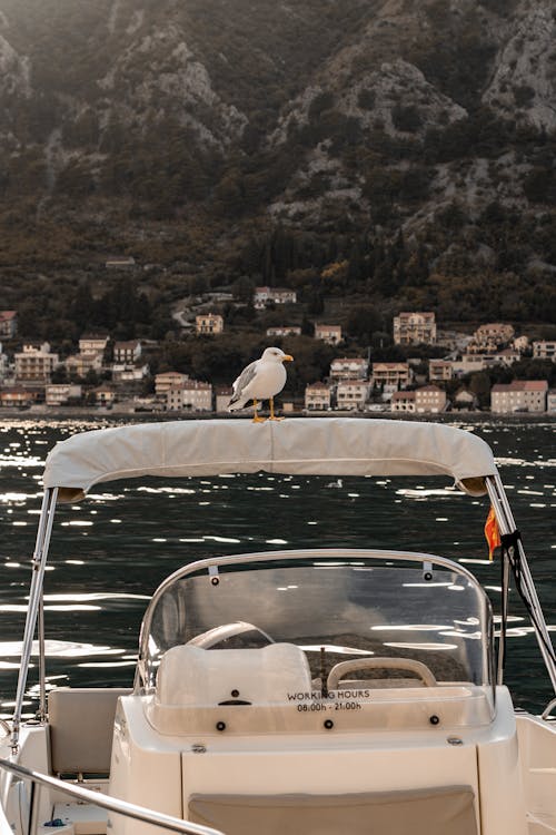 Чайка сидит на яхте