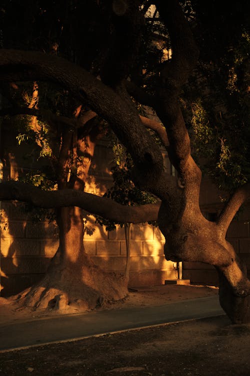 Foto profissional grátis de árvores, cair da noite, cidade