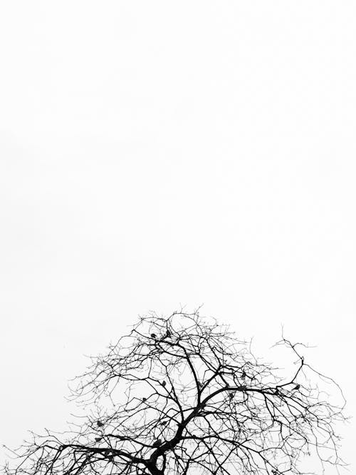 A black and white photo of a tree with birds