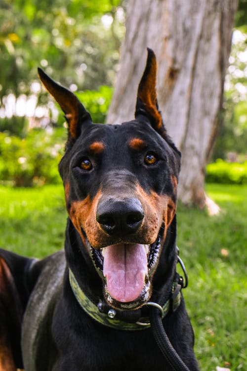 Fotobanka s bezplatnými fotkami na tému domáce zviera, park, pes