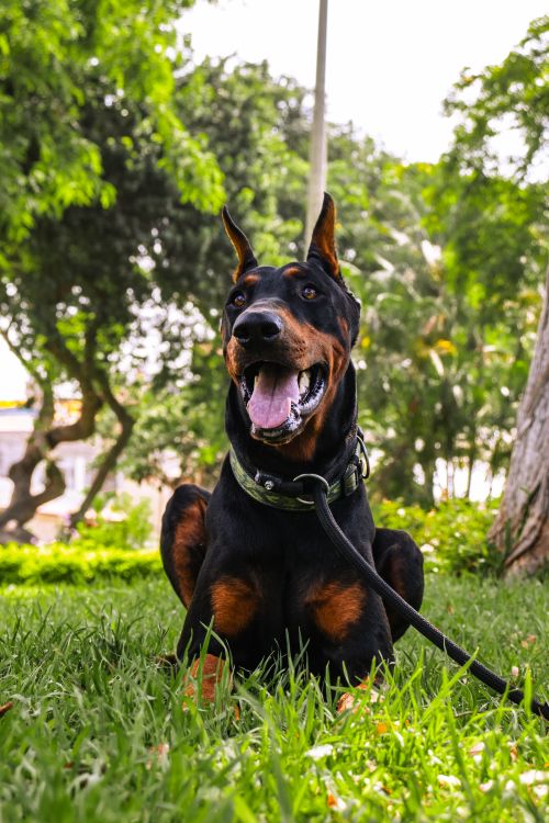 Doberman on green grass