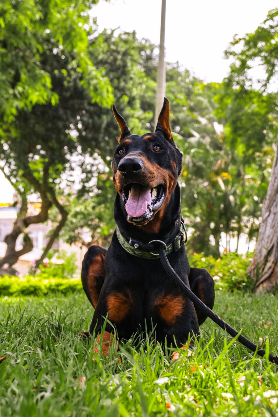 Doberman relaxing on a green lawn