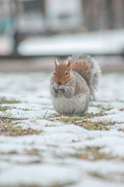 squirrel in snow