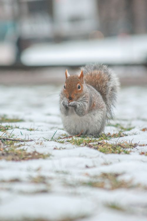 Free squirrel in snow Stock Photo