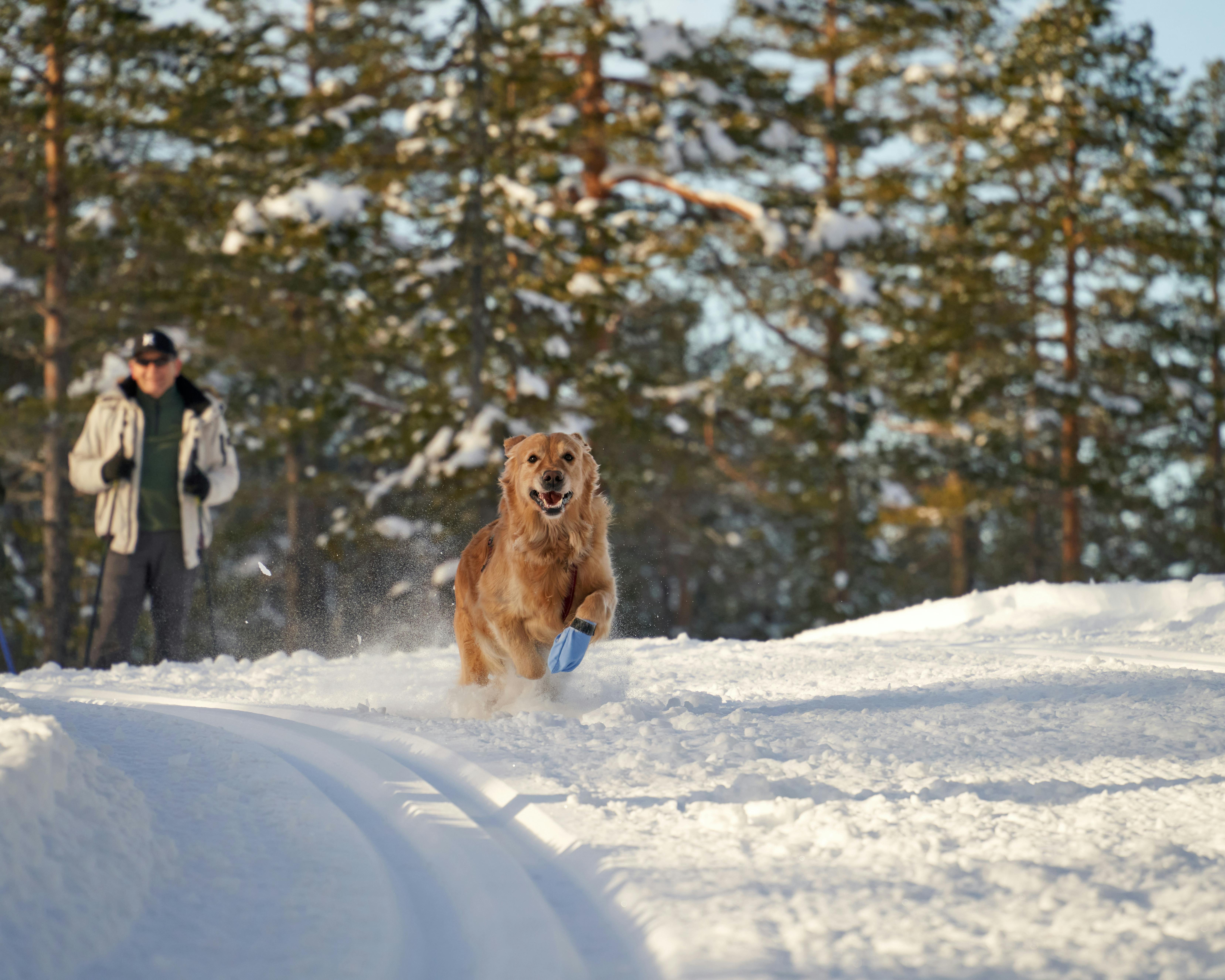 A golden retriever runs along a ski track and leaps through the air with pure joy, its fur dusted with snow as it bounds across a snow-covered field ahead of her owner