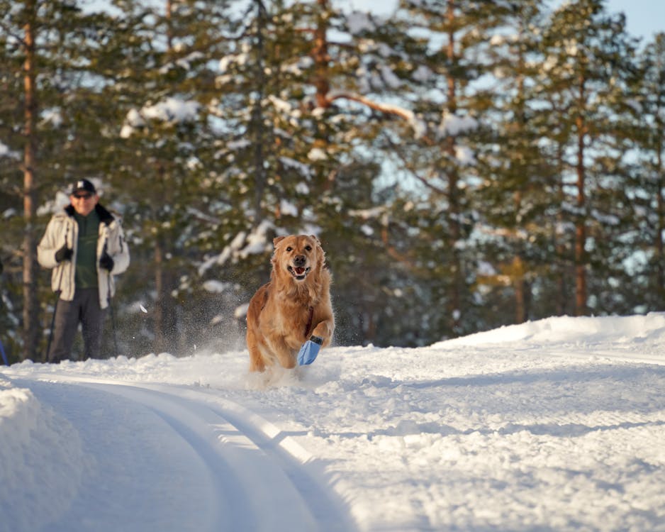 A golden retriever runs along a ski track and leaps through the air with pure joy, its fur dusted with snow as it bounds across a snow-covered field ahead of her owner