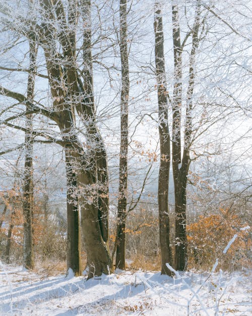 Foto stok gratis cabang, dingin, musim dingin