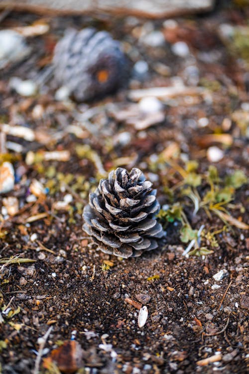 Close up of a Cone on the Ground