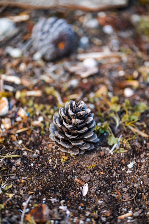 Foto d'estoc gratuïta de bosc, con, molt