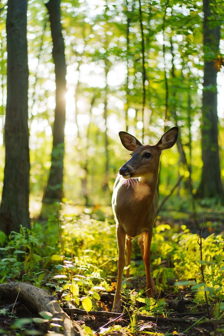 Deer Fawn In Forest