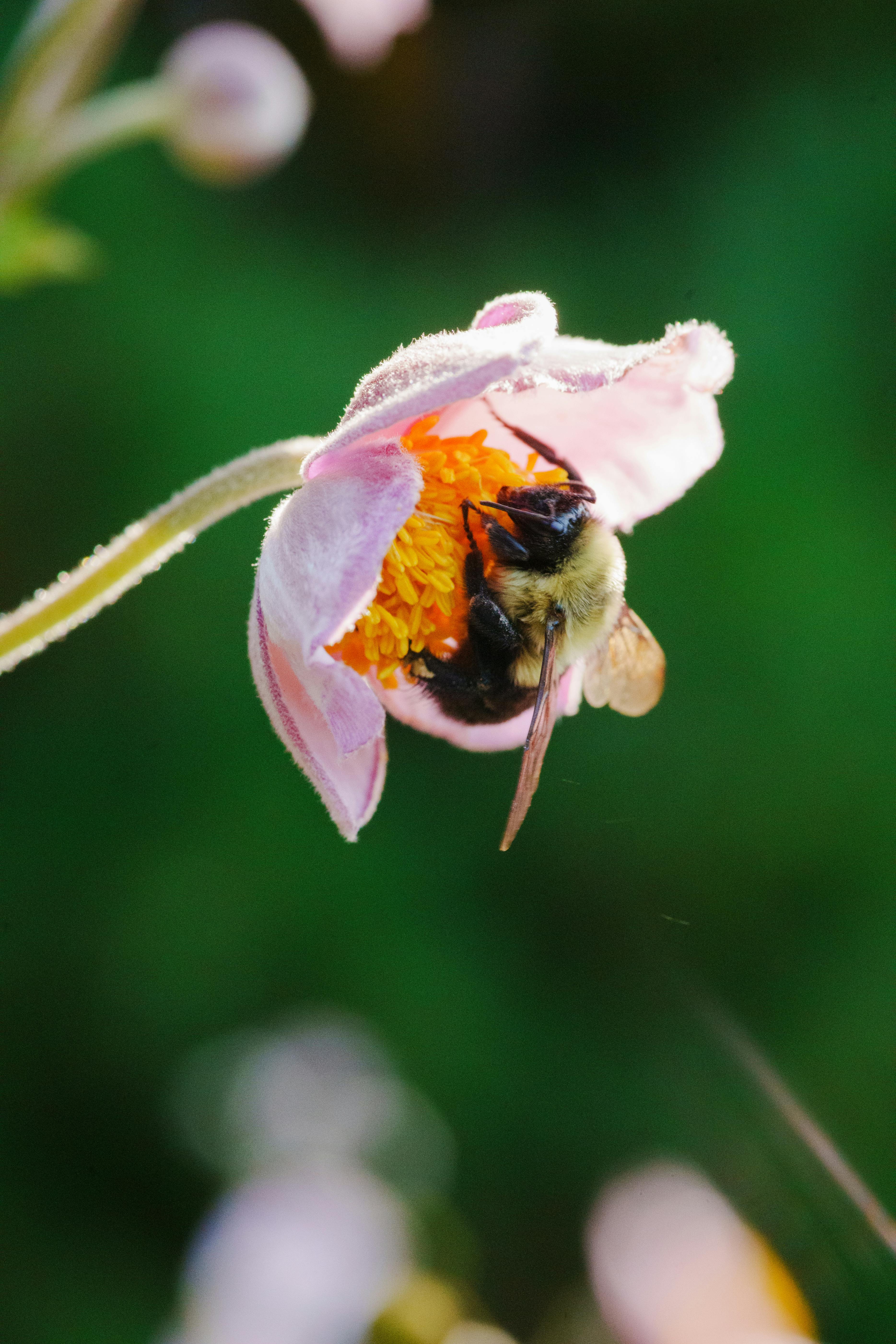 Bumblebee Transformer Instructions 900 Stra Photos, Download The BEST