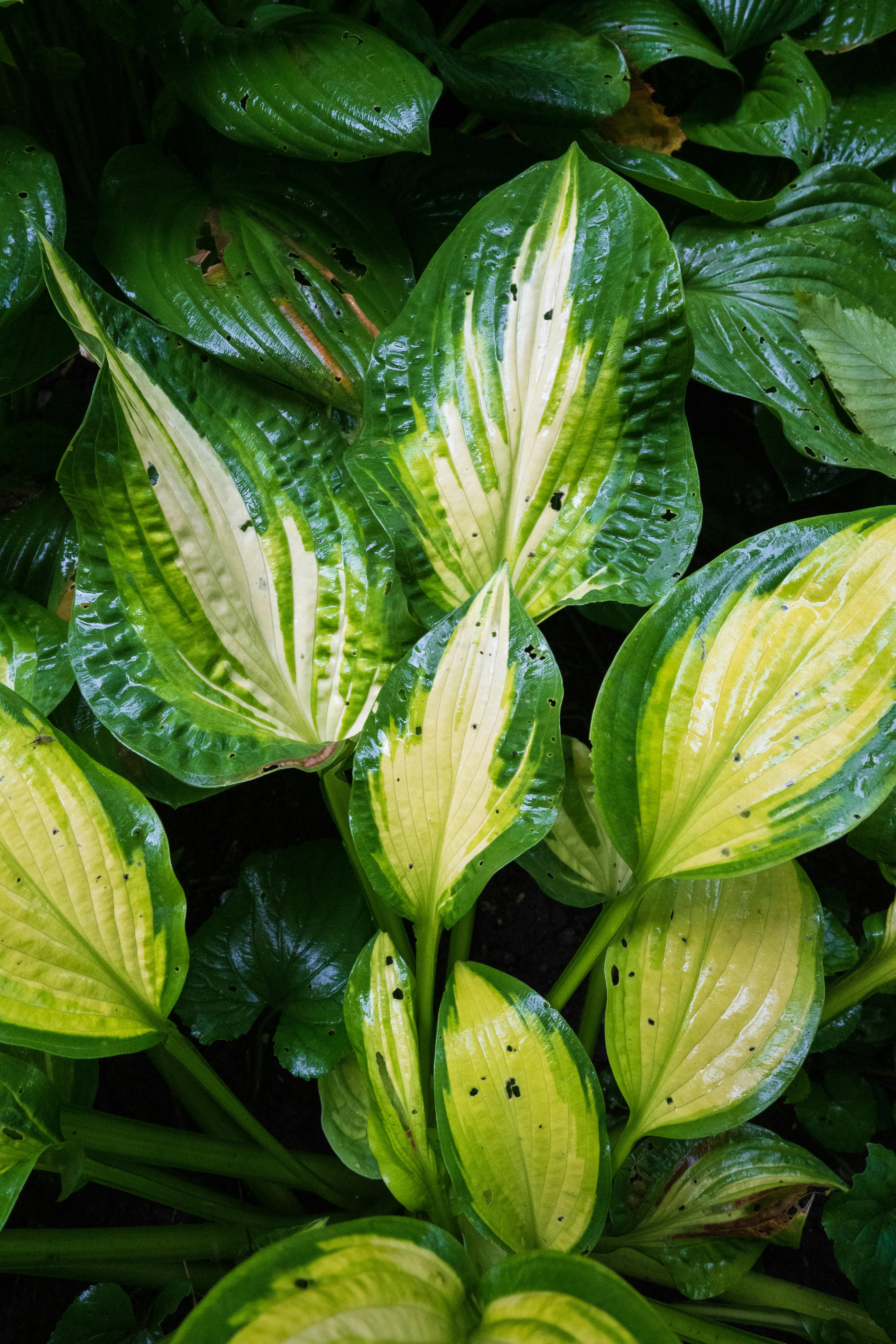 Fresh hosta leaves with dew droplets, showcasing the vibrant green hues of nature.