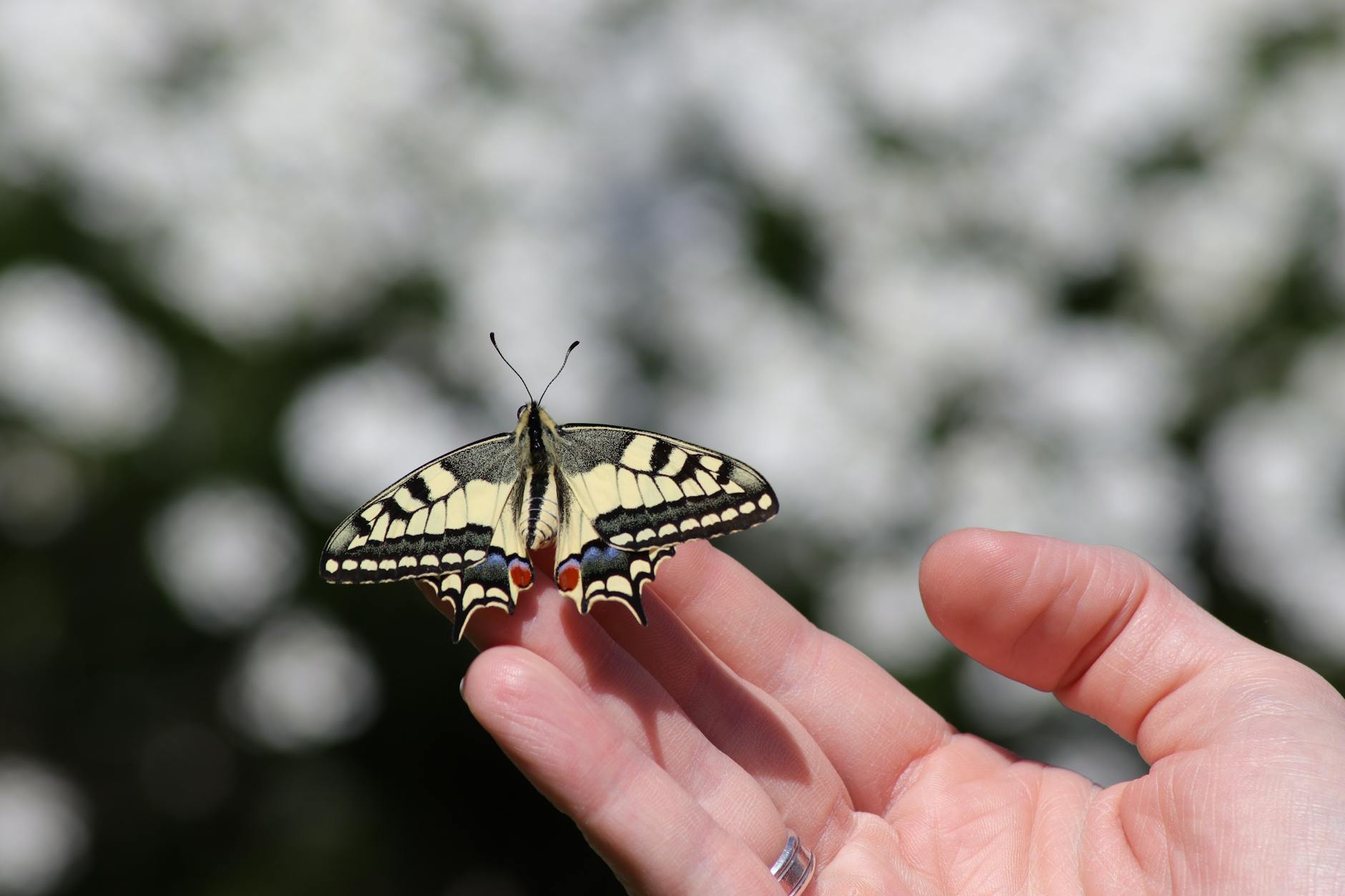 Antropologii dezvăluie că o specie umană și mai primitivă de australopitec a coexistat cu specia celebrei Lucy
