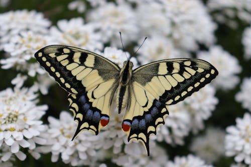 A butterfly sitting on a flower with white flowers
