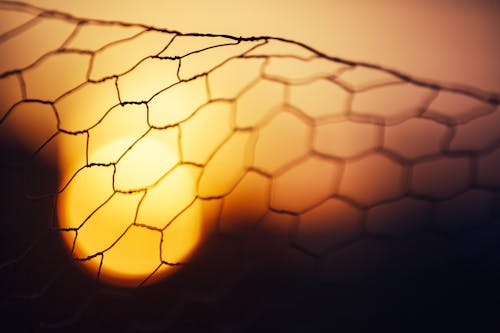 Sunset Symphony: Light Through the Chicken Wire