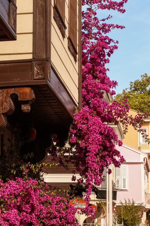 Free Vibrant pink bougainvillea climbing on a traditional house exterior in springtime town. Stock Photo