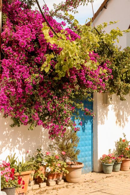 Bright pink bougainvillea adorns a blue door, offering a vivid spring scene.