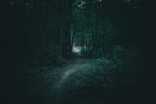 Foto d'estoc gratuïta de arbres, bosc, camí