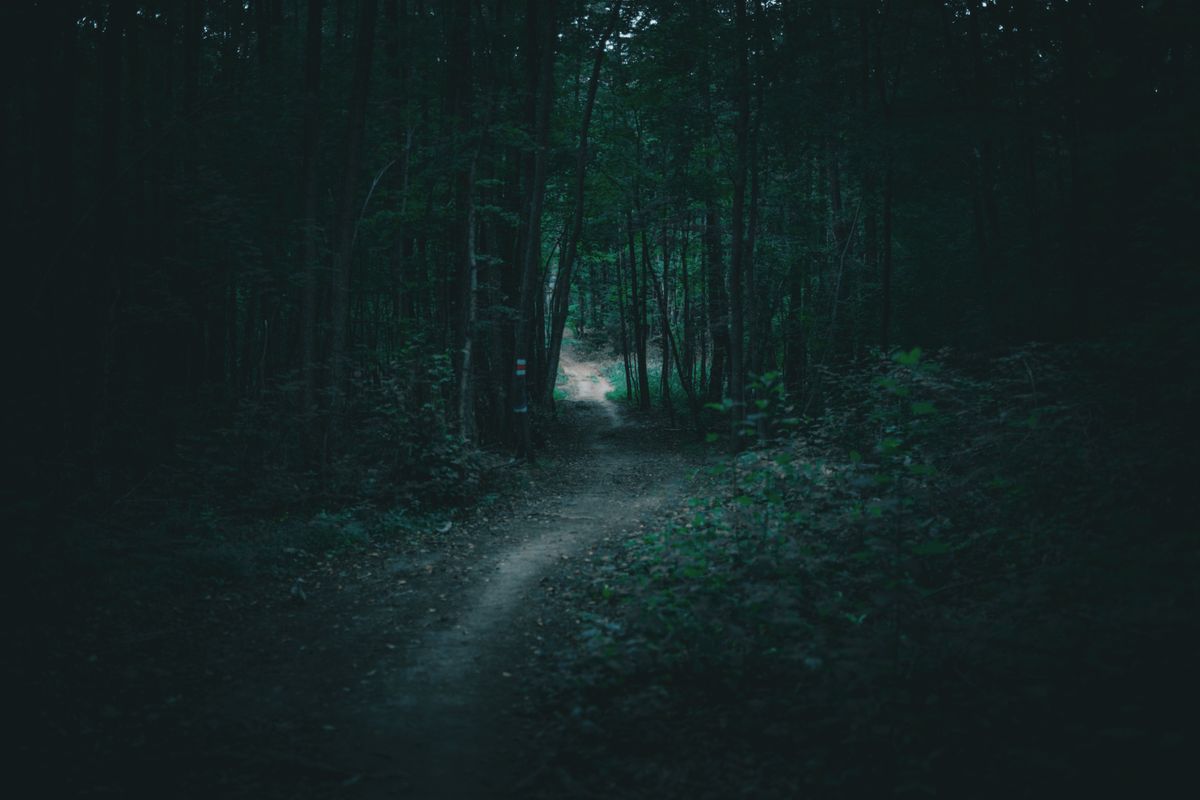 Mysterious Forest Path at Night · Free Stock Photo