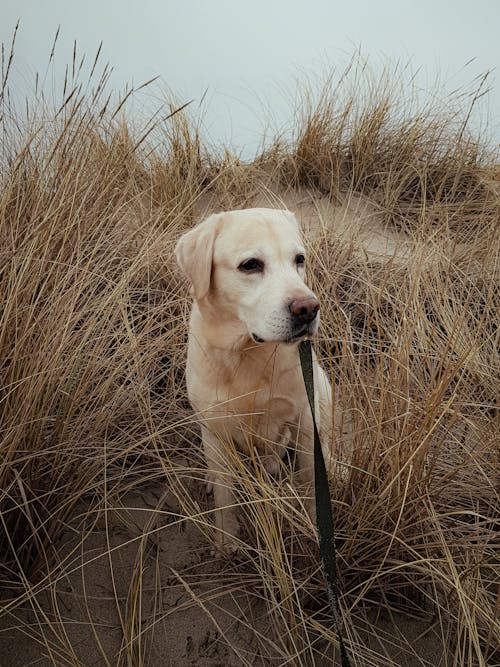 Foto stok gratis anjing, binatang peliharaan, bukit pasir