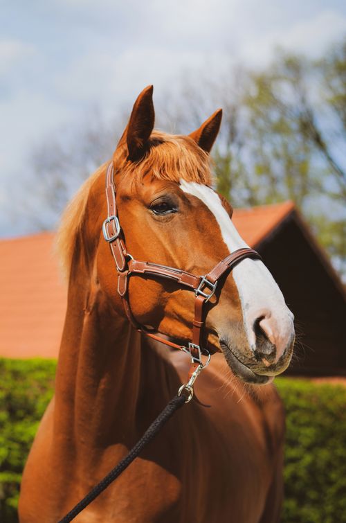 Free Close-up of a chestnut horse wearing a harness outdoors, perfect for animal photography enthusiasts. Stock Photo
