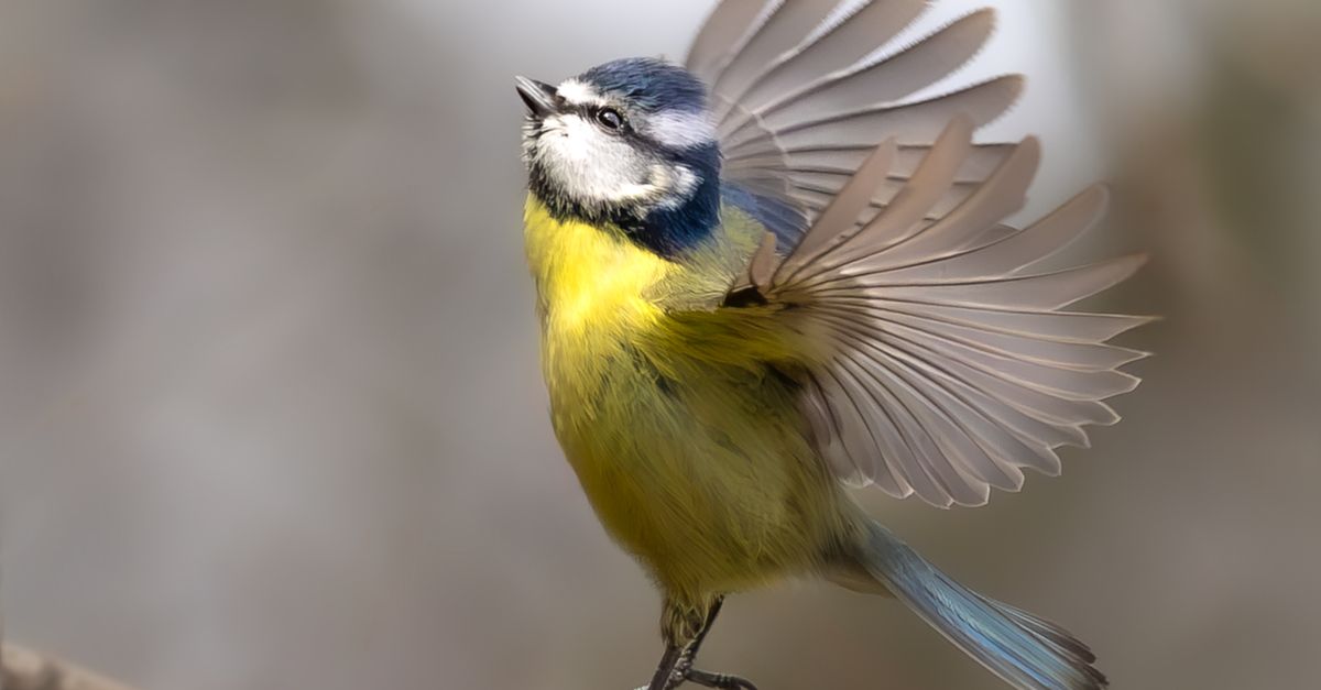 Kostnadsfri bild av action skott, backyard bird, biologiska mångfalden ...