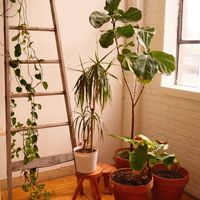 Kulkarni flat