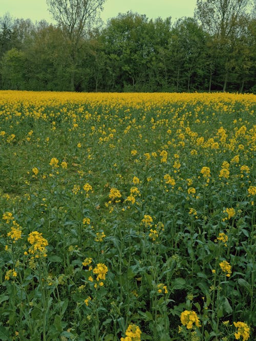 Foto stok gratis bidang, hutan, kuning