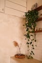 View of a Pothos Plant Hanging from the Shelf in a Corner of a Room