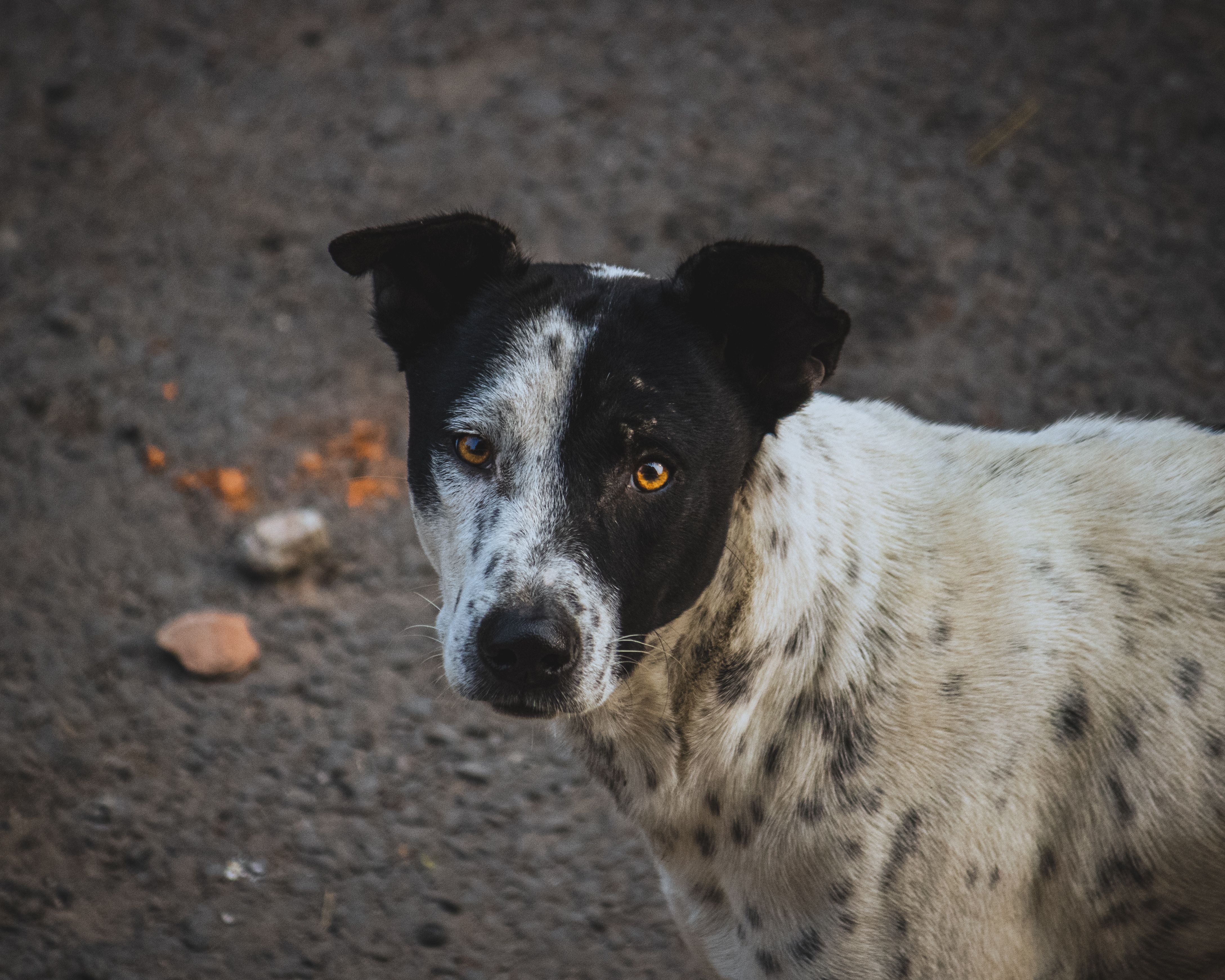 Portrait of a dog at a veterinary clinic