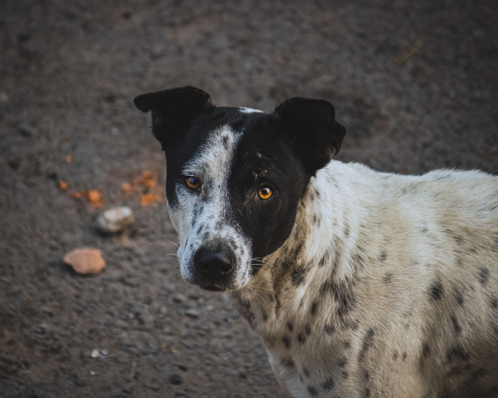 Portrait of a dog at a veterinary clinic