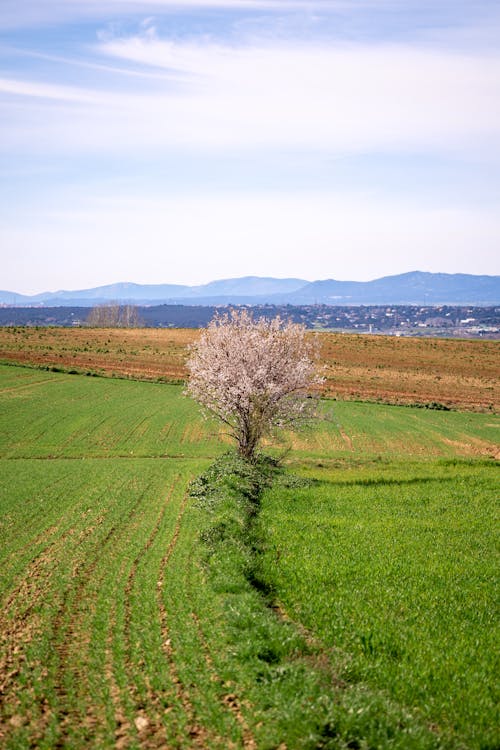 Landscape in Spain, almond tree, green yard and mountain 