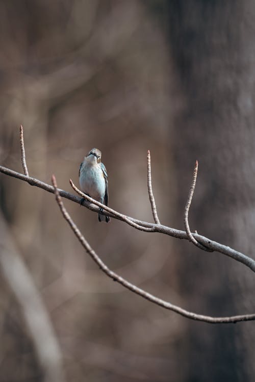 Blue Bird Perching on a Branch