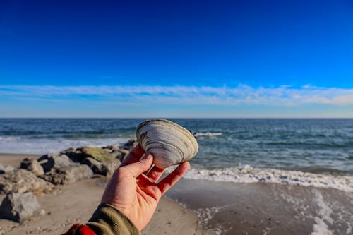 A person holding a clam shell on the beach