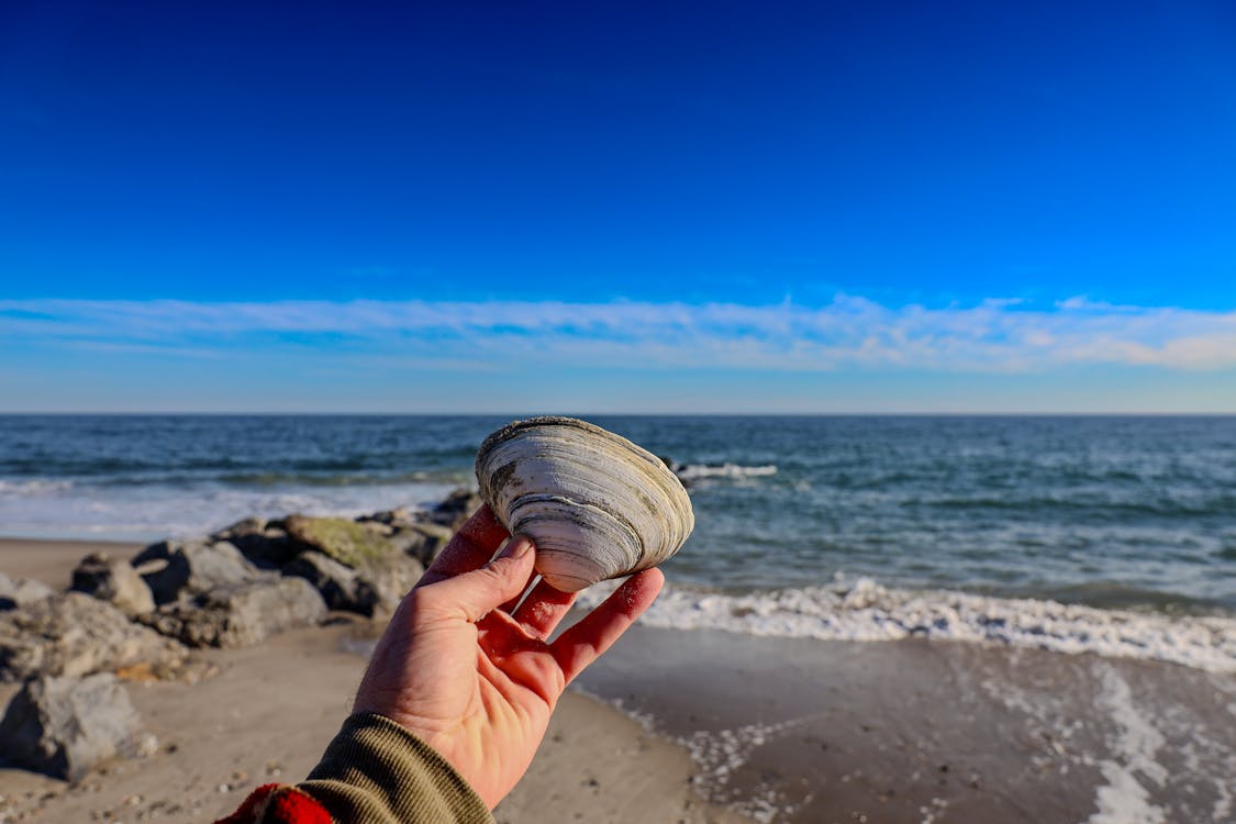 Hand Holding Shell on Sea Shore