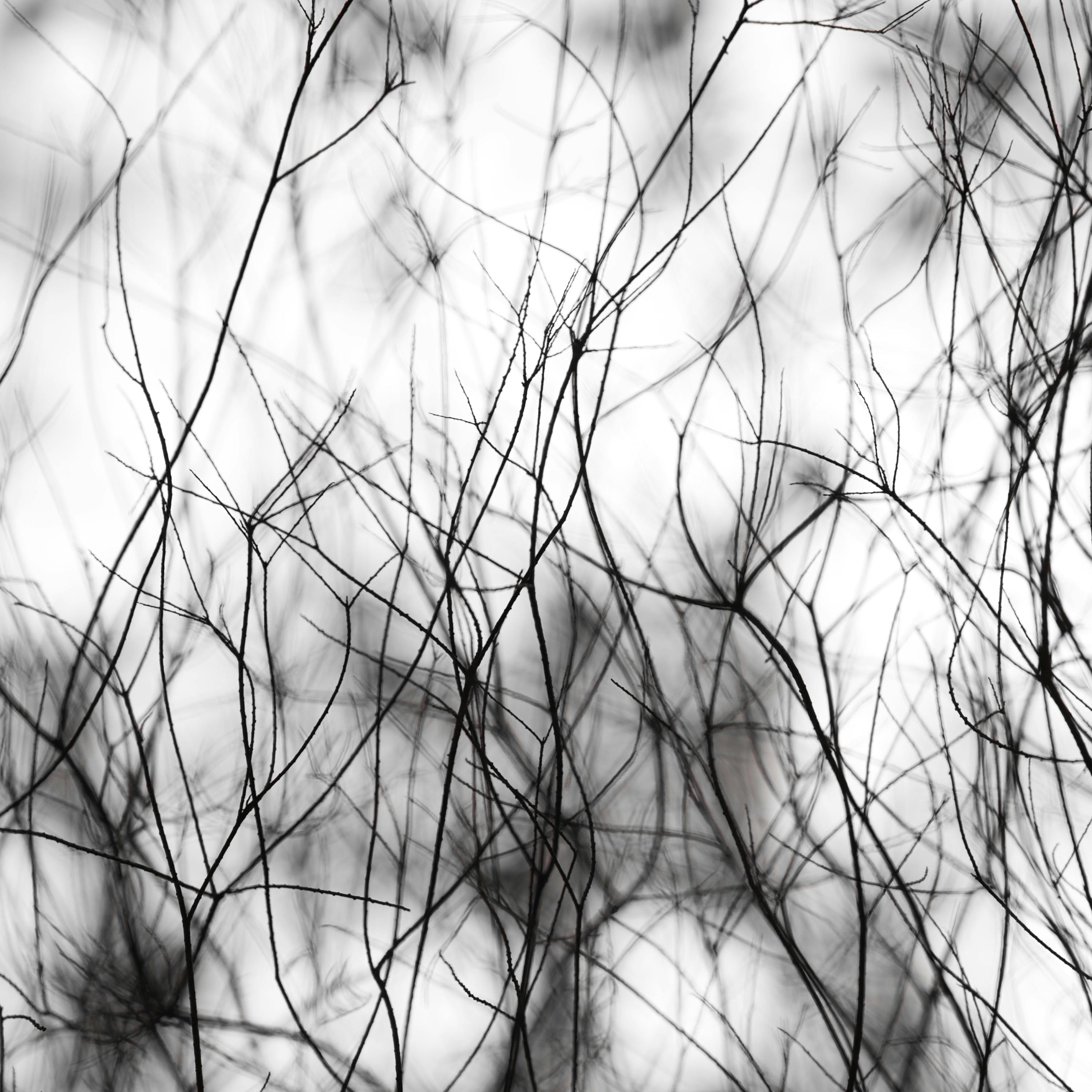 Intricate black and white image of thin branches creating an abstract pattern.
