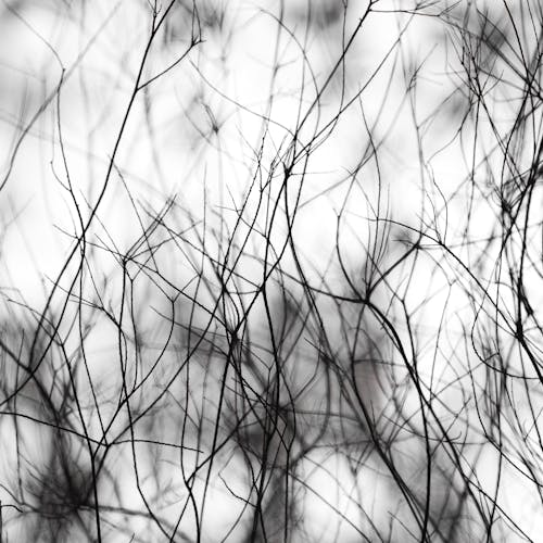 Darmowe zdjęcie z galerii z cienki, czarno-biały, gałęzie