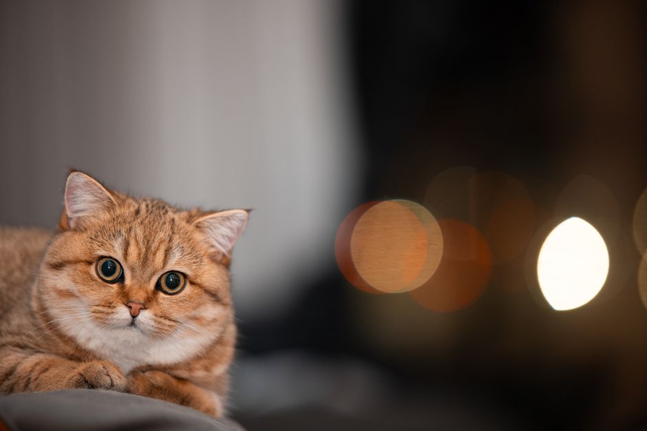 Close-up of a cute cat lying down with blurred bokeh lights in the background.