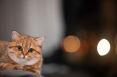 My Cat Stopped Eating the Food She's Always Eaten — and Nothing Made Her Come Back