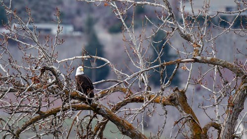 Eagle on a Branch 