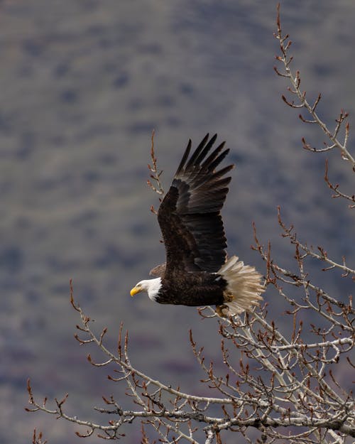 Eagle Among Branches 