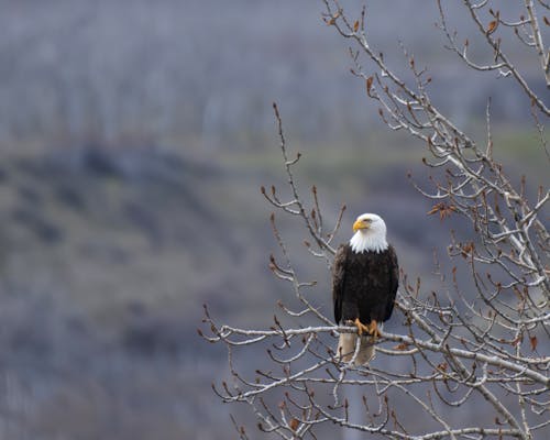 Eagle on a Branch